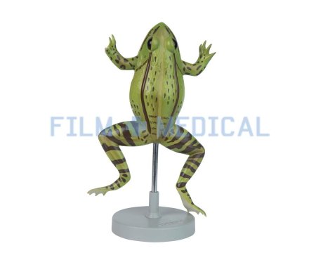Teaching Frog Model 